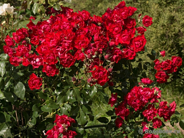 Black Forest Rose ®