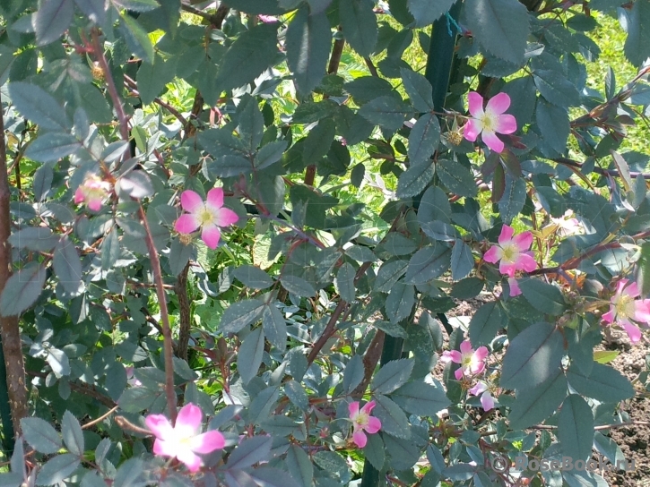 Rosa glauca 