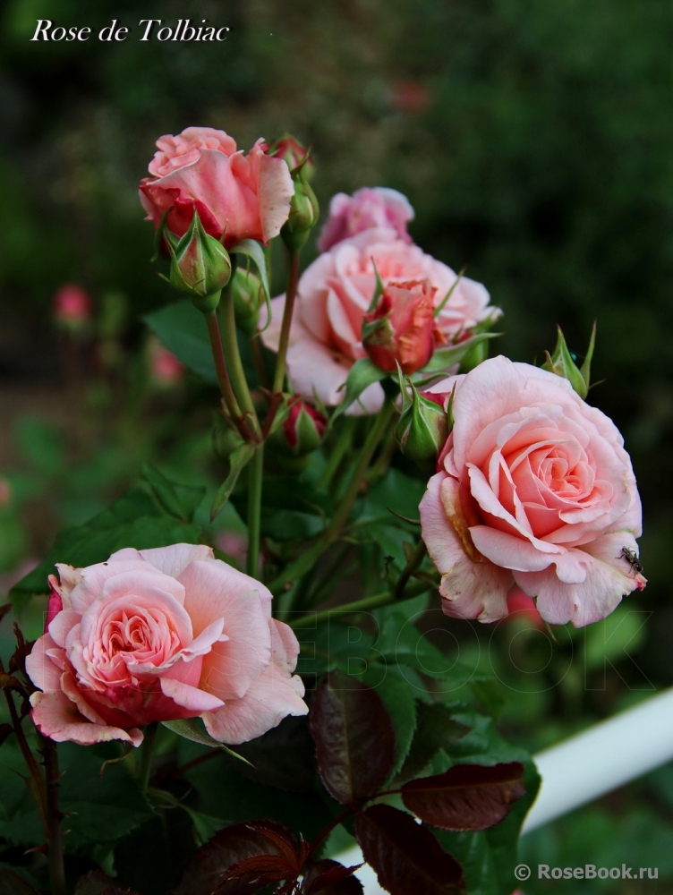 Rose de Tolbiac ®