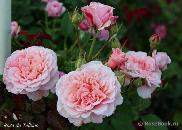 Rose de Tolbiac ®