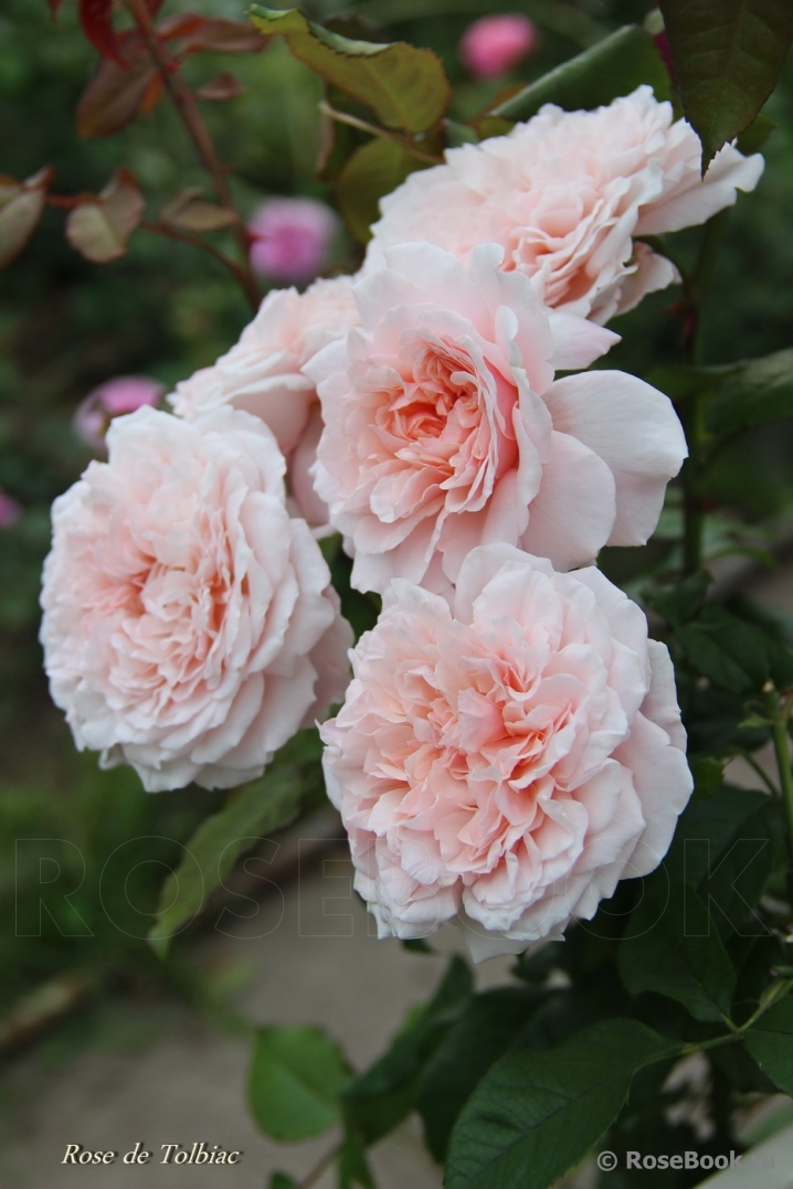 Rose de Tolbiac ®