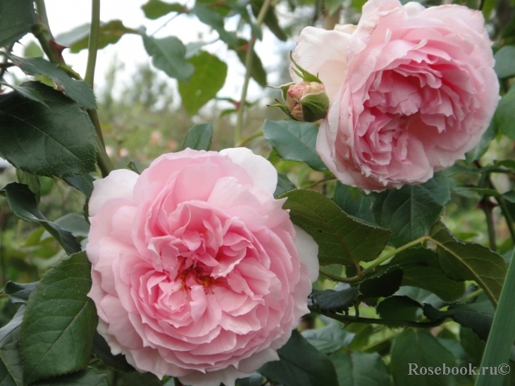 The Wedgwood Rose