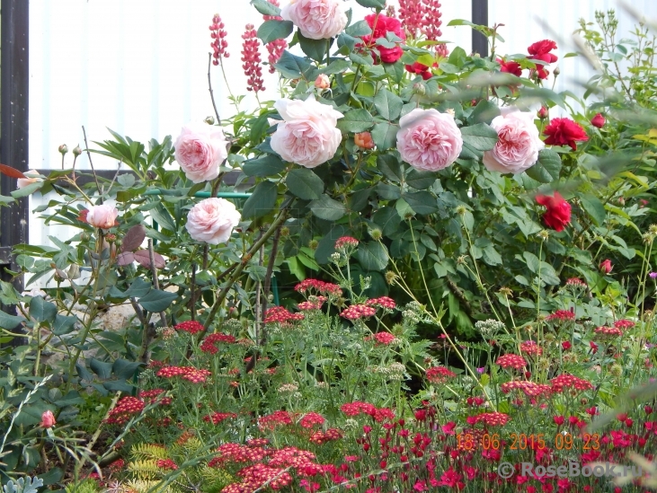 A Shropshire Lad