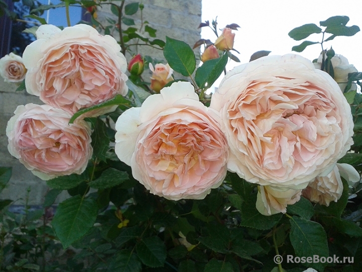 Abraham Darby