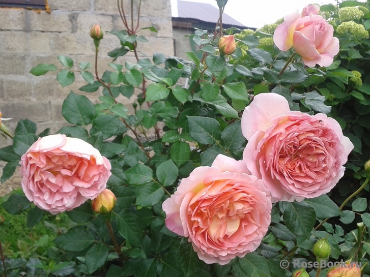 Abraham Darby