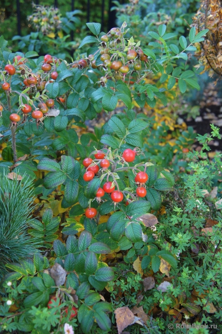 Rotes Meer 