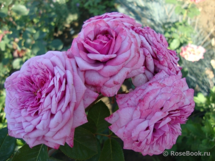 Durance Ancian Rosa