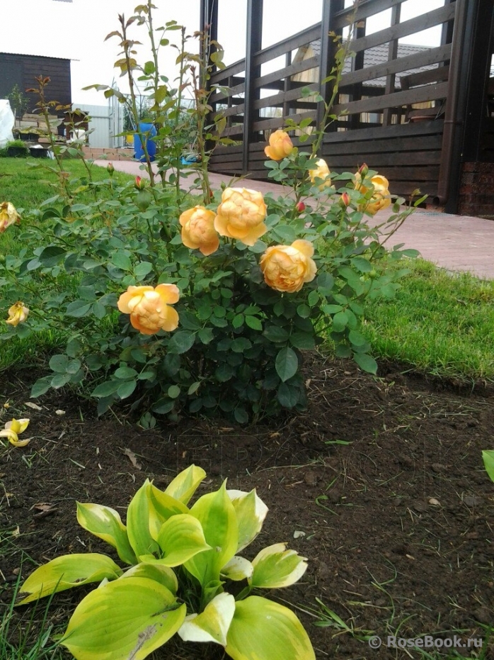 Lady of Shalott 