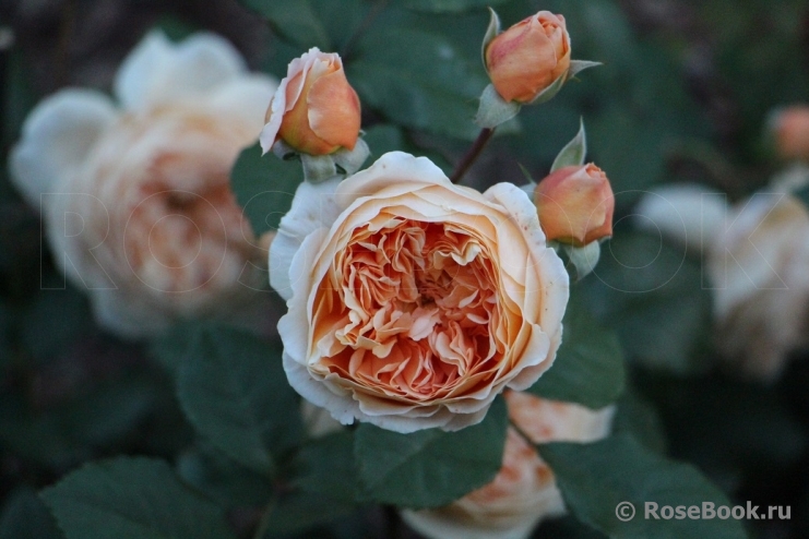 Crown Princess Margareta®