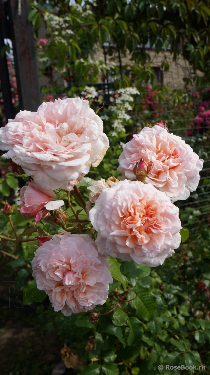 Rose de Tolbiac ®