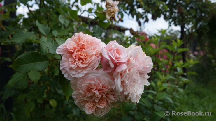 Rose de Tolbiac ®