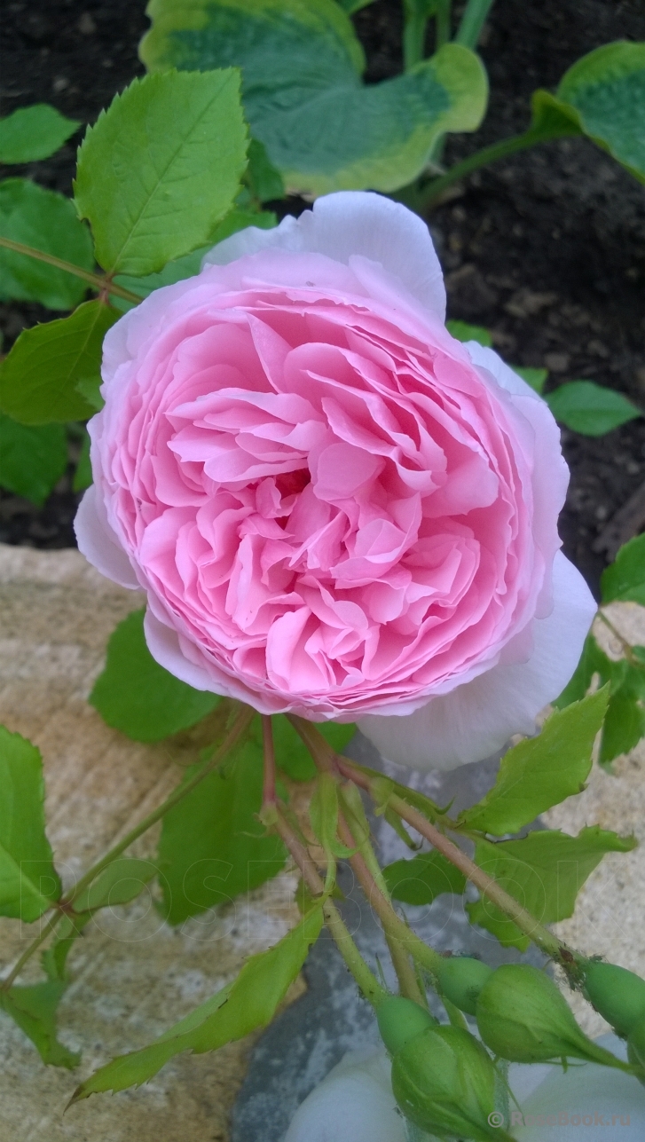 The Wedgwood Rose