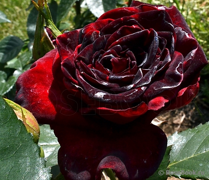 Black Baccara