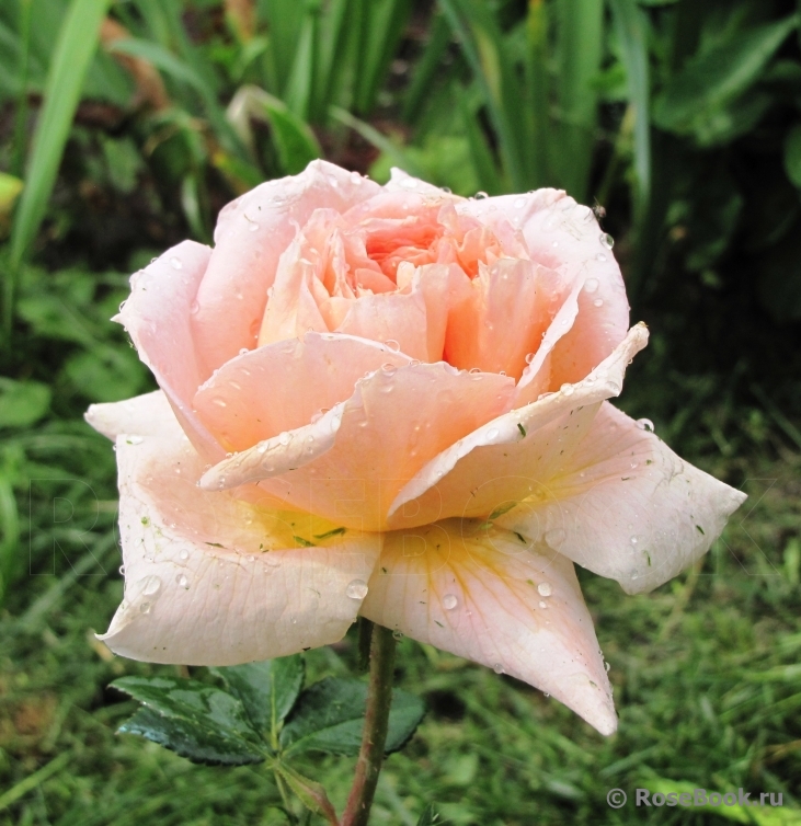 Abraham Darby