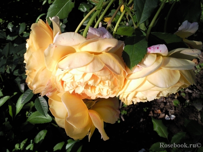 Crown Princess Margareta®