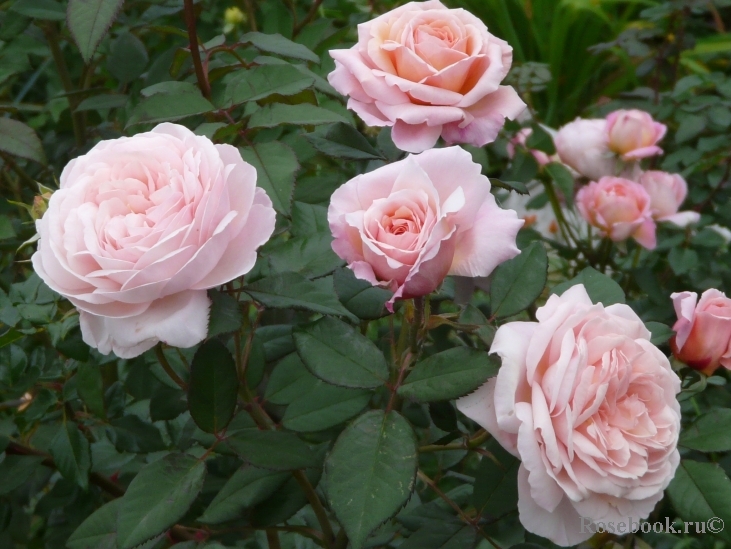 A Shropshire Lad