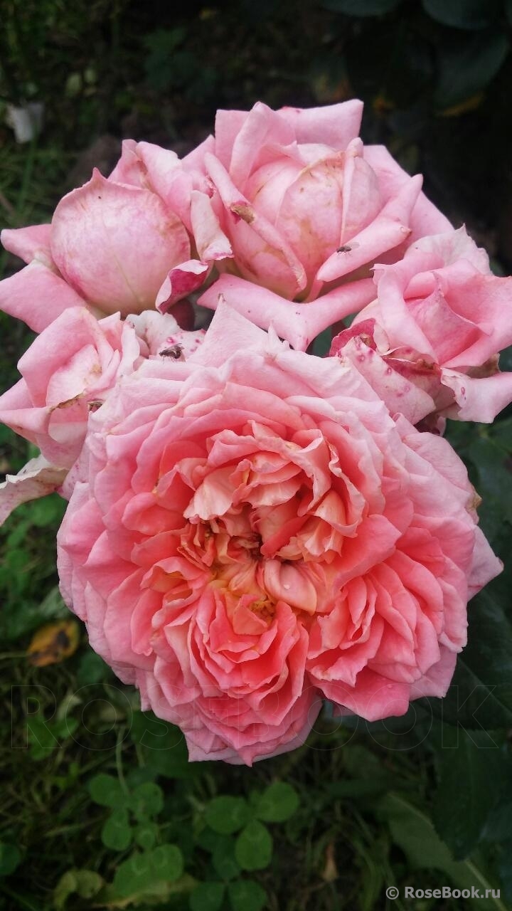 Fleurs en Seine