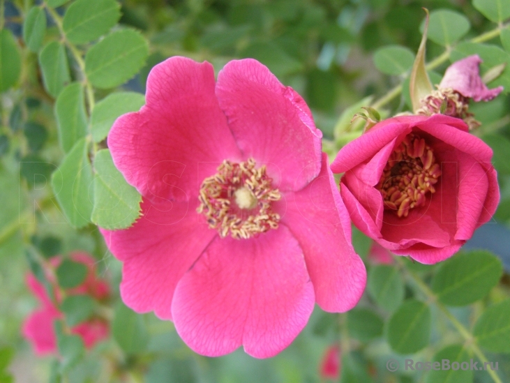 Geranium