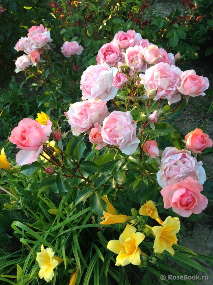 Jardins de France 