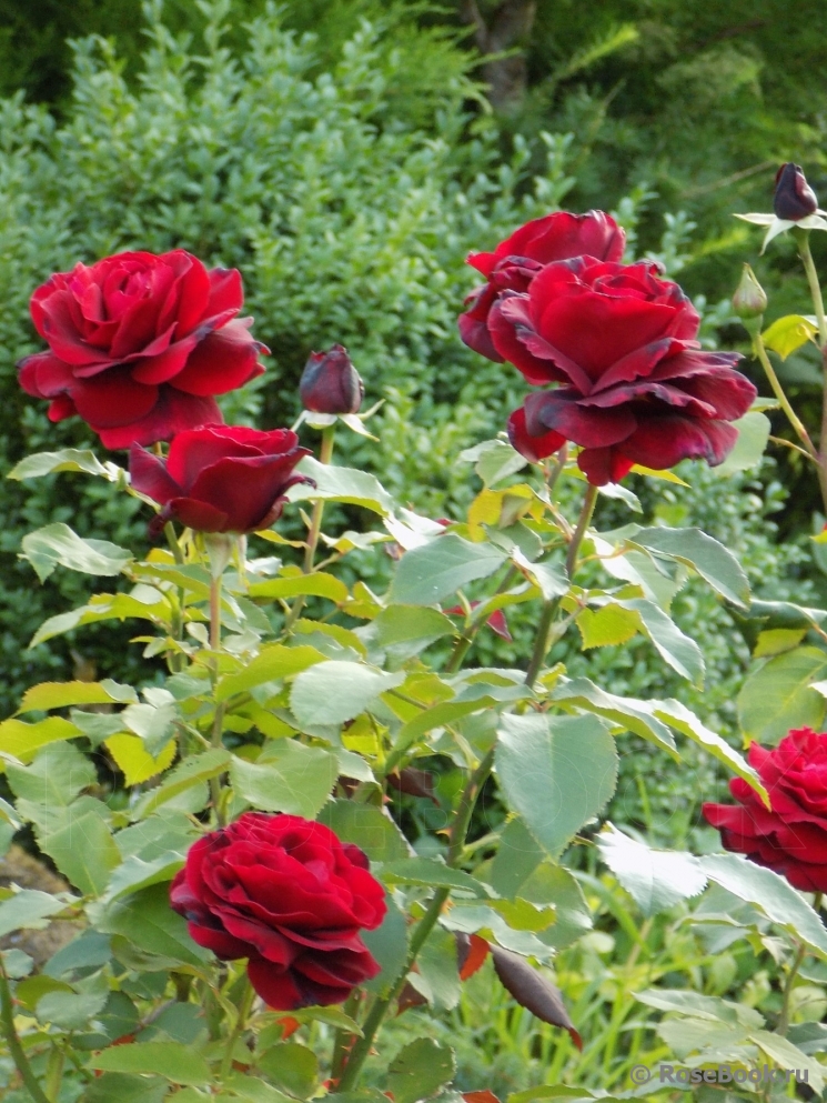 Le Rouge et le Noir 