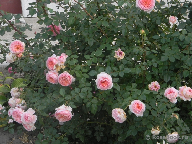 Abraham Darby