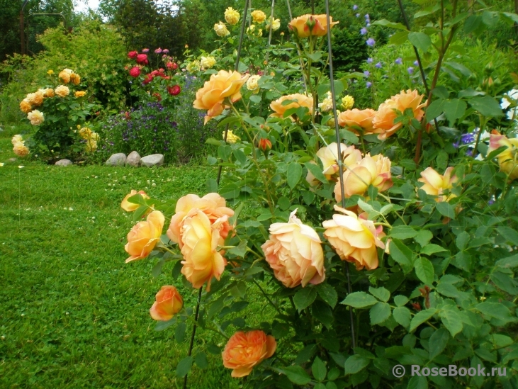 Lady of Shalott 