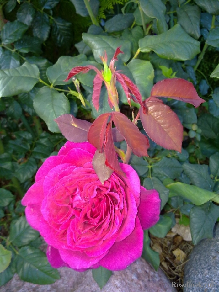 Johann Wolfgang von Goethe Rose®