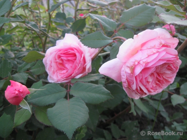 A Shropshire Lad