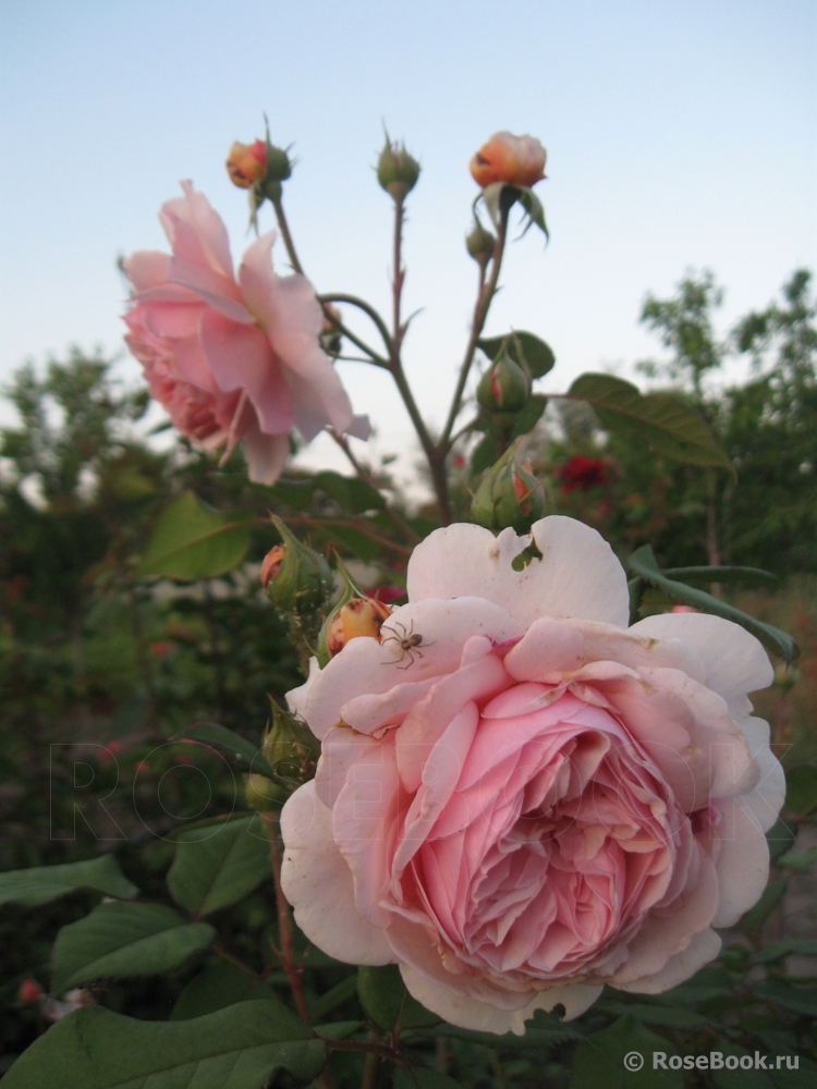 A Shropshire Lad