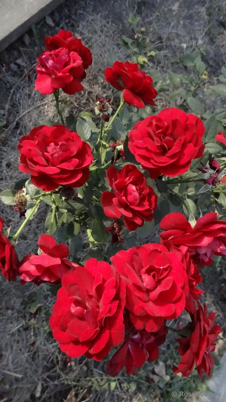 Coeurs de Vendee