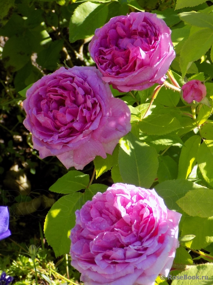 Comte de Chambord