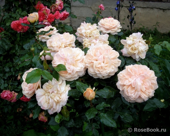 Garden of Roses 