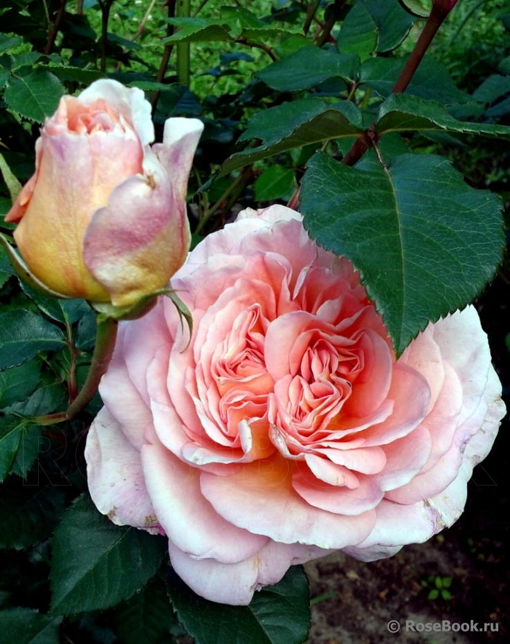 Abraham Darby