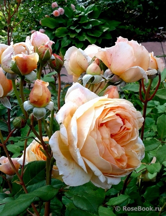 Crown Princess Margareta®