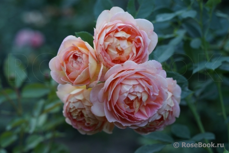 Lady of Shalott 