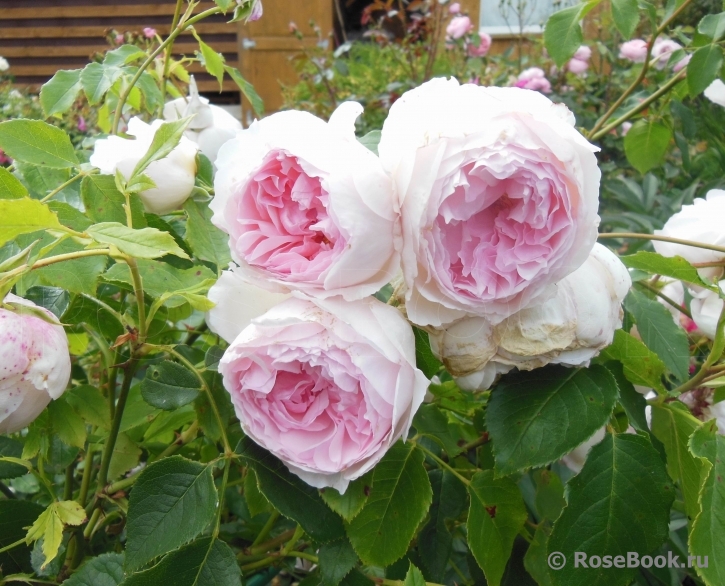 The Wedgwood Rose