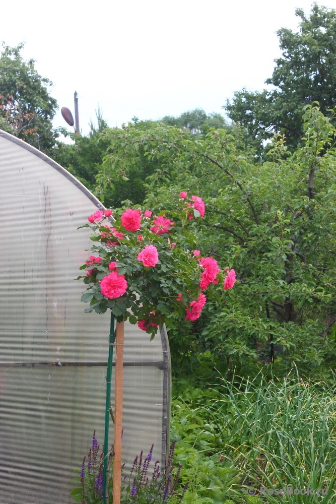 Rosarium Uetersen