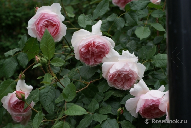 The Wedgwood Rose