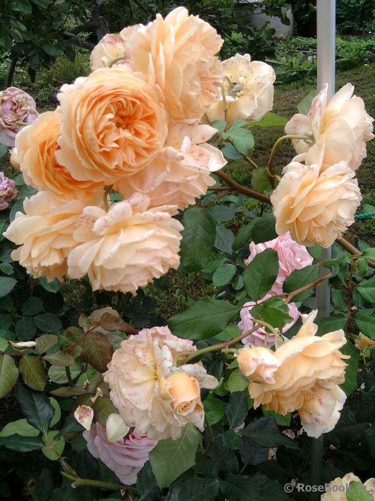 Crown Princess Margareta®