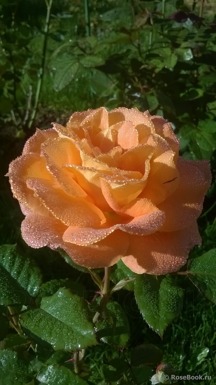 Konigin der Rosen 