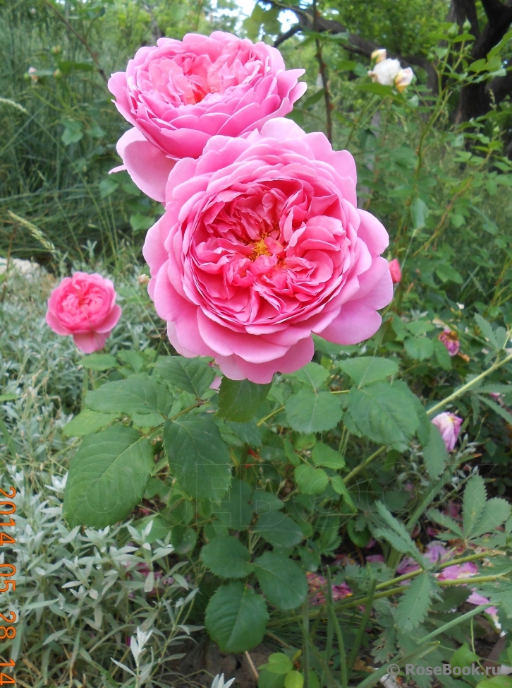 Princess Alexandra of Kent 