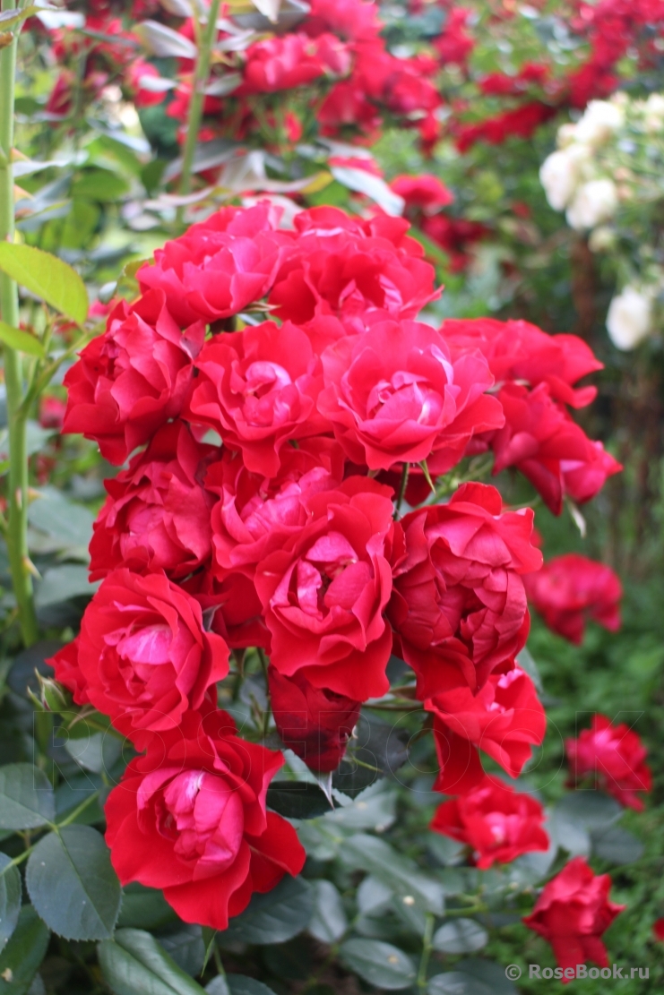 Black Forest Rose ®