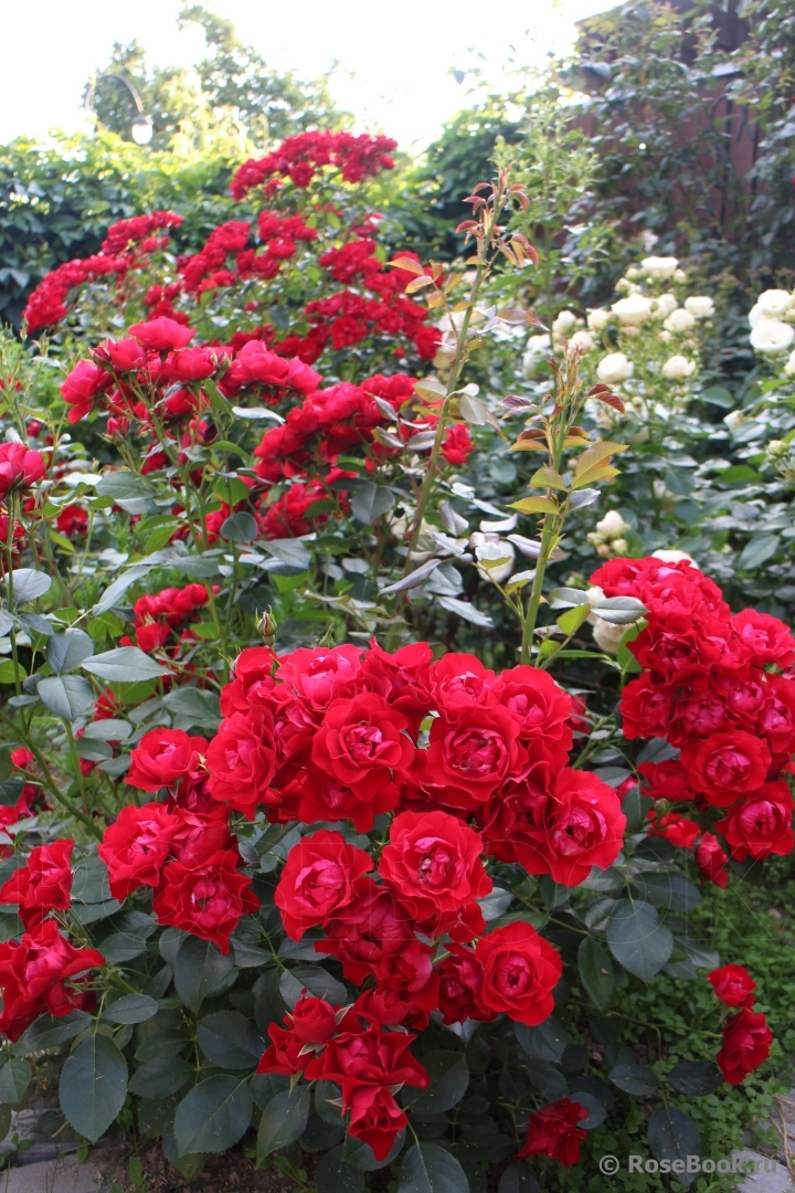 Black Forest Rose ®