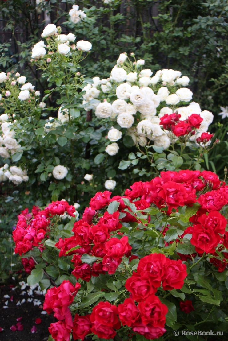 Black Forest Rose ®