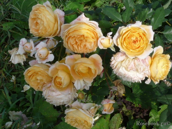 Crown Princess Margareta®