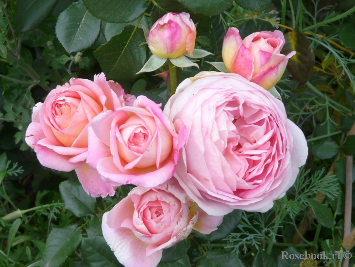 Abraham Darby