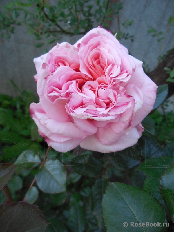 Abraham Darby