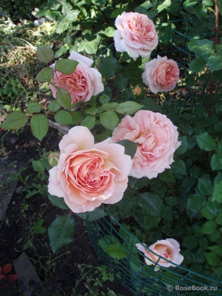 Abraham Darby