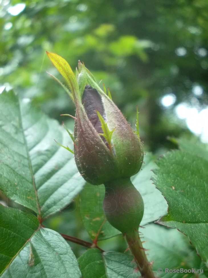 Robusta