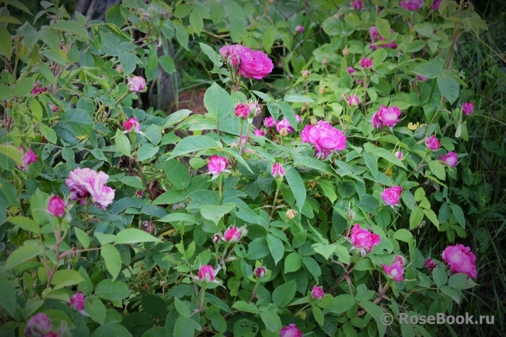 Reine des Violettes